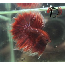 PDEC 2447